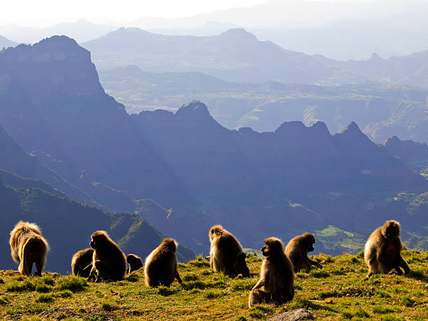 Cold Geladas, the monkey that live high in the Simien Mountains, who live in groups and they eat grass. baboon photos stock pictures, royalty-free photos & images
