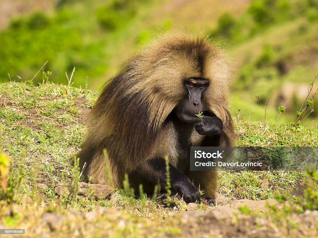 Comer Geladas - Royalty-free Etiópia Foto de stock