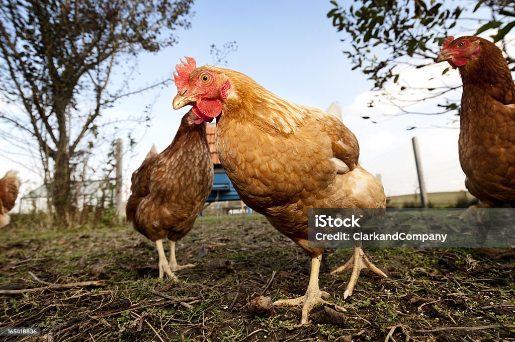 Gruppo di rialzato polli biologici all' - Foto stock royalty-free di Agricoltura