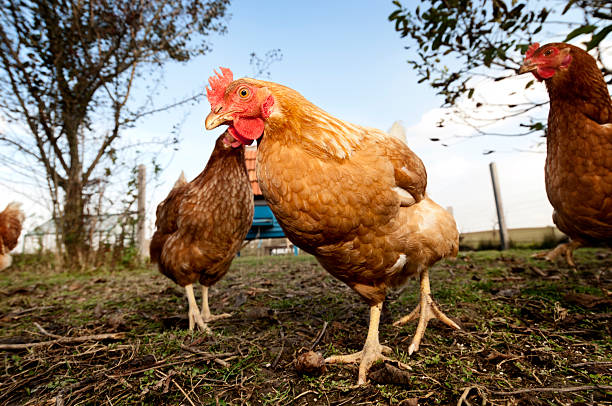 Group of Outdoor Raised Organic Chickens