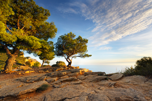 Pine Tree in the evening sun high above the mediterranean sea at French Riviera.