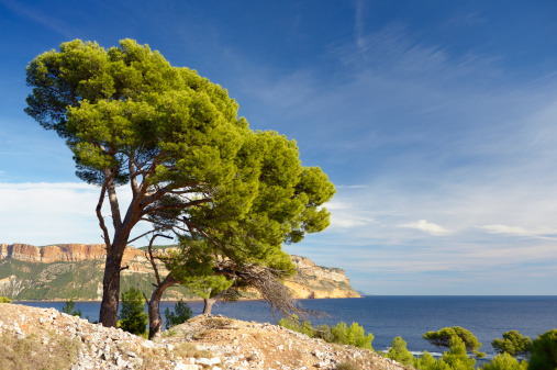 Pine Tree above the bay of Cassis at French Riviera.