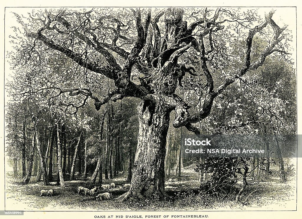 Oaks in den Wald von Fontainebleau – Frankreich - Lizenzfrei Wald Stock-Illustration