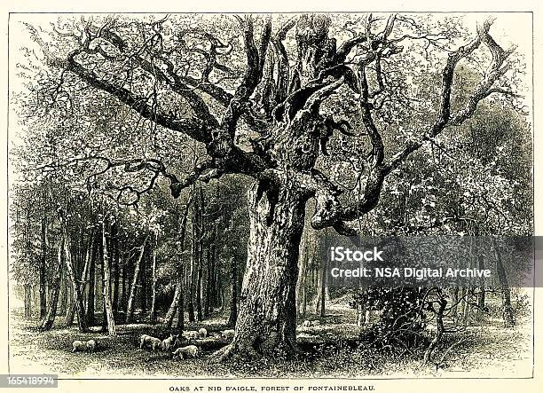 Oaks In Den Wald Von Fontainebleau Frankreich Stock Vektor Art und mehr Bilder von Wald - Wald, Ast - Pflanzenbestandteil, Baum