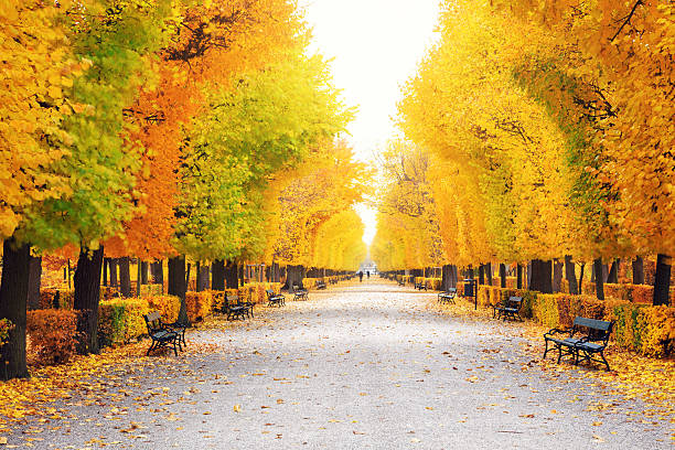 秋の公園 - chestnut tree leaf sunlight tree ストックフォトと画像