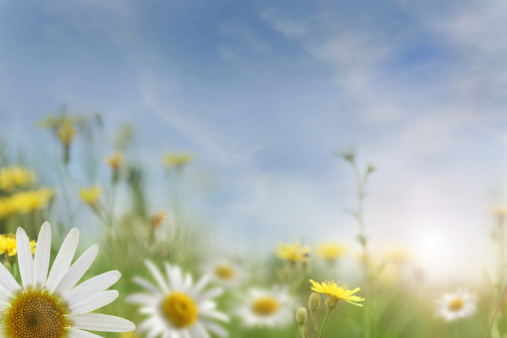 Wild daisy flowers growing on meadow, white chamomiles on green grass background. Gardening concept.