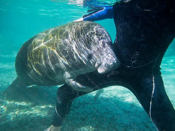 A friendly wild Florida Manatee, hugging a snorkeler at Three Sisters in Crystal River, Florida, USA. They are very friendly and come to people to get pet on their skin.