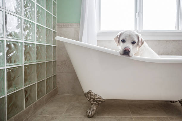 istock Dog in a bathtub 165419767