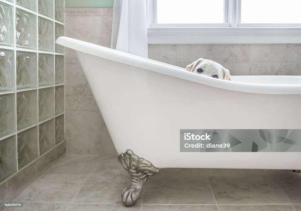 Hund in der Badewanne - Lizenzfrei Glasbaustein Stock-Foto