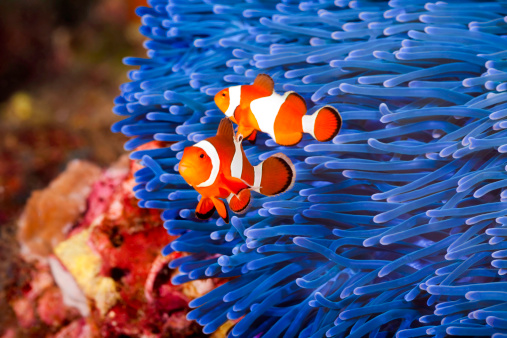 Two Ocellaris clownfish (Amphiprion ocellaris) anda blue sea anemone