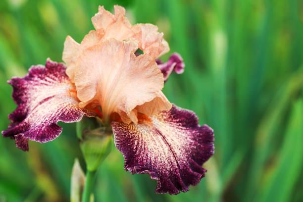 Tall bearded Iris Secret Melody with apricot standards; apricot falls, heavily stitched petunia purple tangerine beard (Germanica Berbata-Elatior Group)
