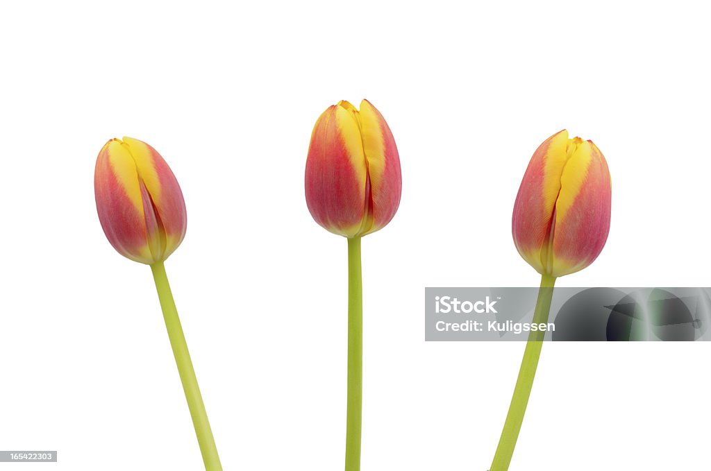 Tre tulipani su bianco - Foto stock royalty-free di Bocciolo