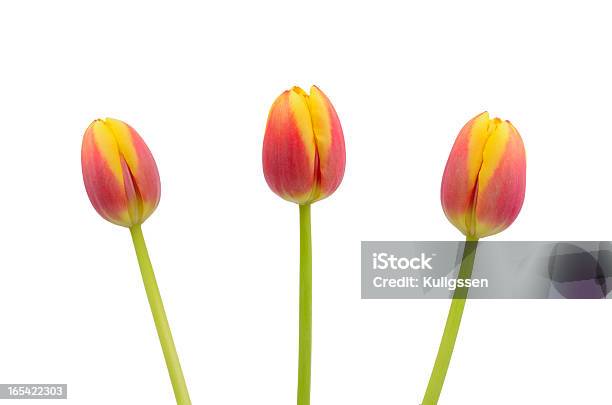 Trzy Tulipany Na Biały - zdjęcia stockowe i więcej obrazów Bez ludzi - Bez ludzi, Białe tło, Czerwony