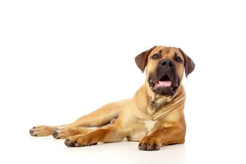 Portrait of a golden retriever and boxer dog.