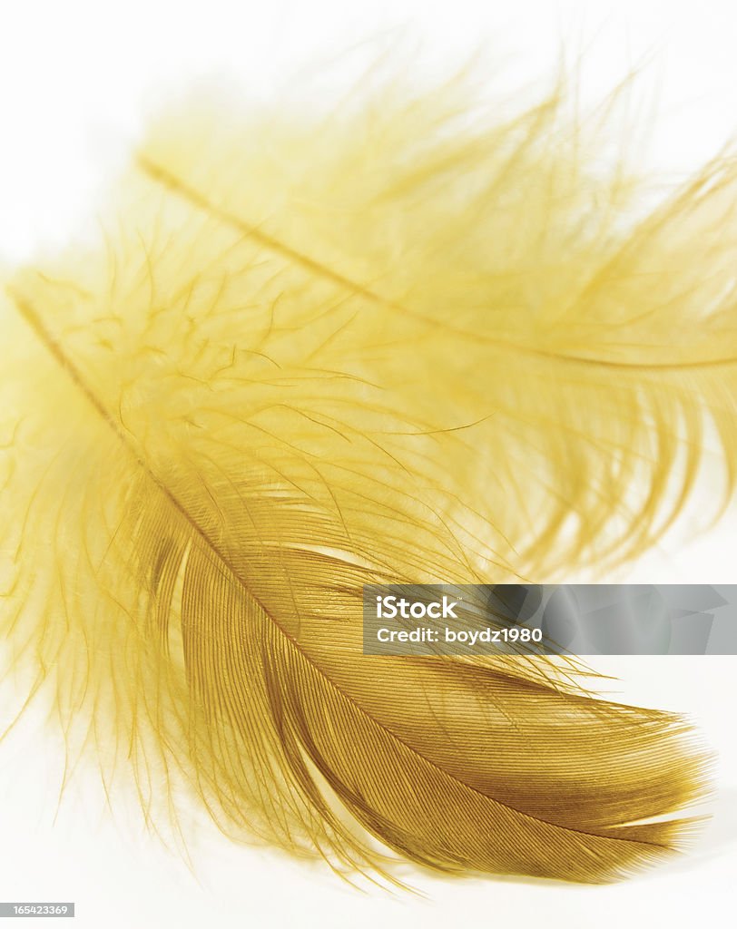 Pluma - Royalty-free Amarelo Foto de stock