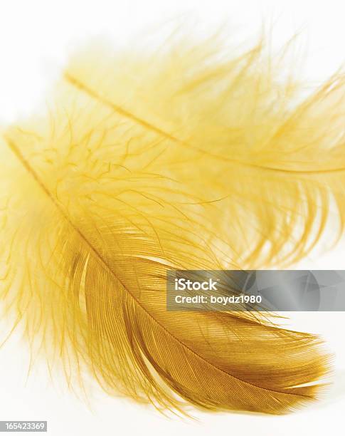 Pluma - Fotografias de stock e mais imagens de Amarelo - Amarelo, Avestruz, Cores