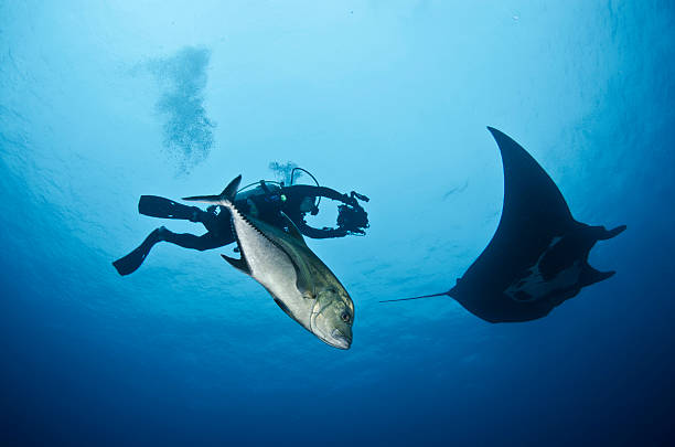 Underwater photographer An underwater photographer with a manta ray revillagigedos islands photos stock pictures, royalty-free photos & images
