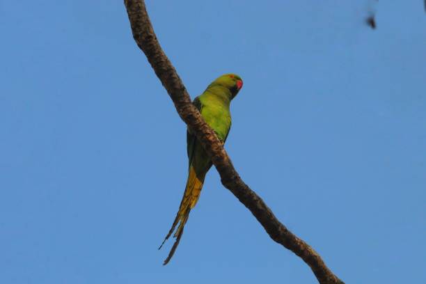 istock Close up of parrot on tree branch 1654243936