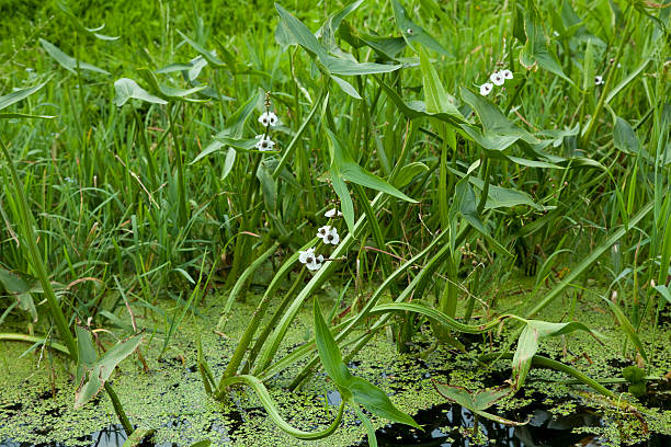 sagittaria sagittifolia - arrowhead ストックフォトと画像