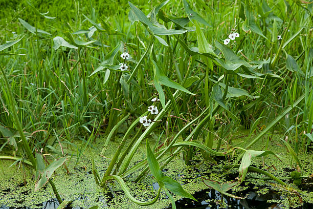 Sagittaria sagittifolia - Wikipedia Water arrow (Sagittaria sagittifolia) in pond sagittaria aquatic plant stock pictures, royalty-free photos & images