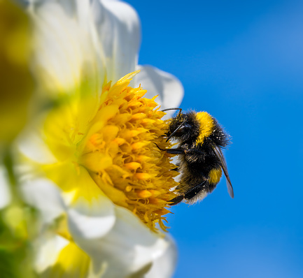 Macro of a bumblebee pollinating at a dahlia flower