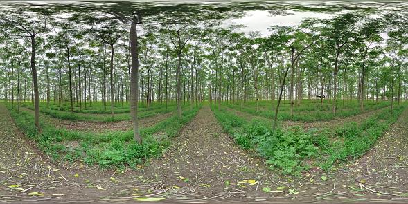 Landscape view on green neem forest.