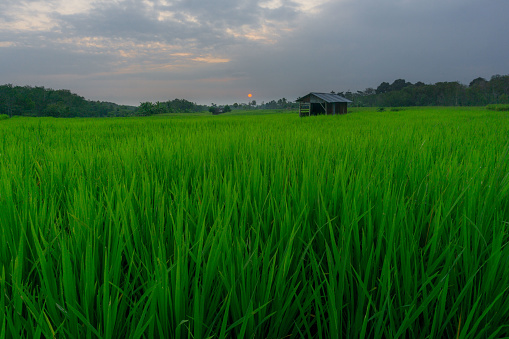 beautiful evening view of a small remote village at the foot of the Barisan mountain in Indonesia with a panoramic view of the rice fields with the beauty of the colors and the natural light of the sky when the sun is about to set with the reflection of the light on the Barisan mountain that covers the Indonesian island of Sumatra, the mountains have several springs flowing here, villagers who are under the mountain use water for all their needs, one of which is farming, farming and others.