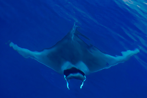 A Mobula ray manta swimming near sea surface, Ligurian Sea, Mediterranean, Italy.