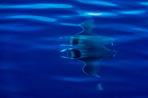 A Mobula ray manta swimming near sea surface, Ligurian Sea, Mediterranean, Italy.