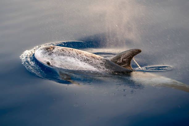 istock Risso's Dolphin - (Grampus griseus) in mediterranean sea at sunset 1654298093