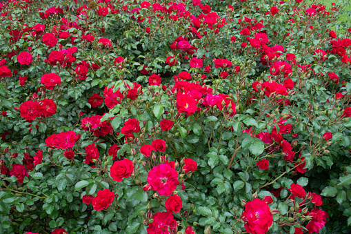 A field of blossoming raspberry roses. Background