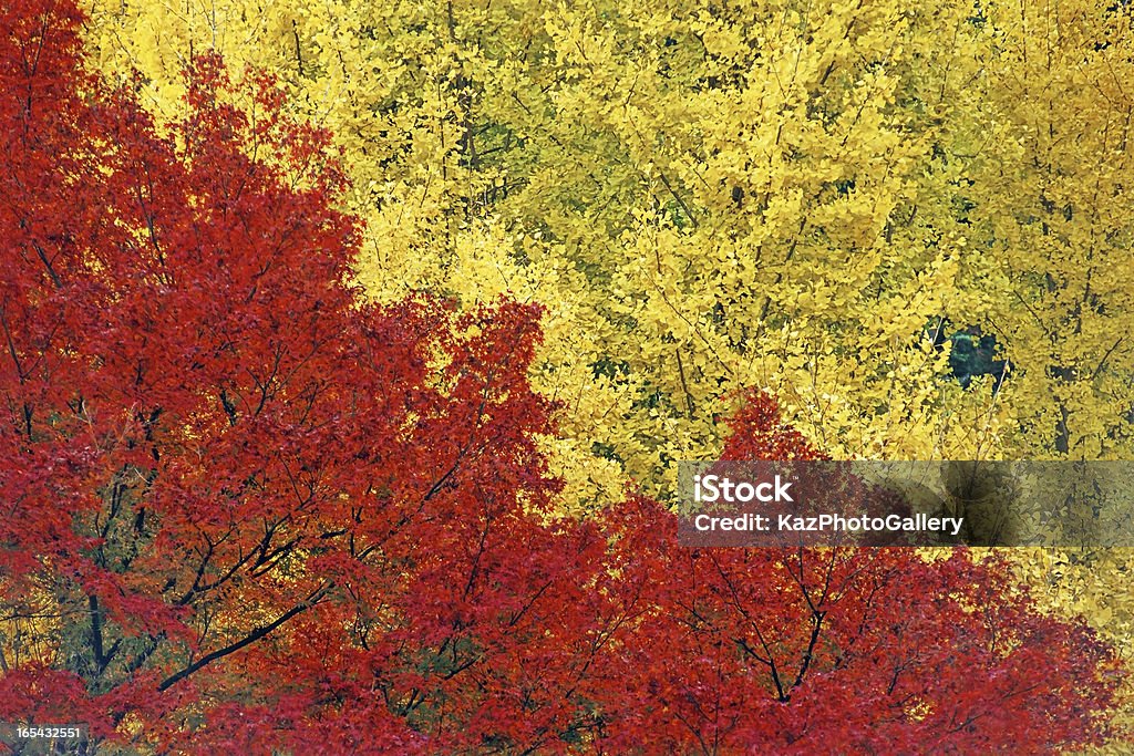 Ginkgo e fogliame - Foto stock royalty-free di Albero