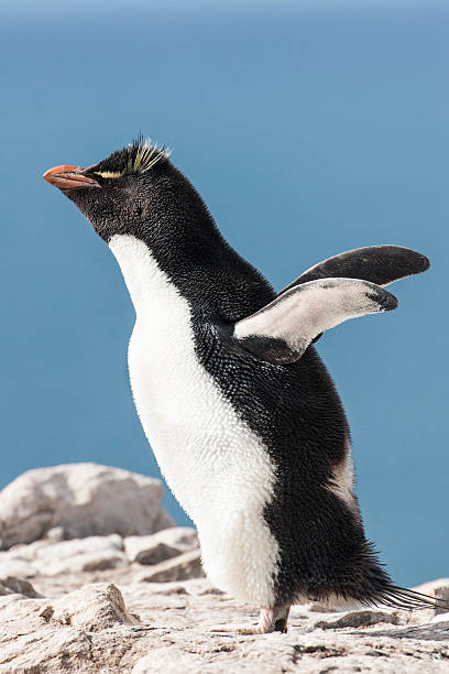 羽ばたくイワトビペンギン - saunders island ストックフォトと画像