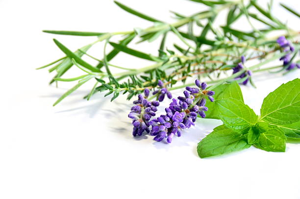 fresh herbs stock photo