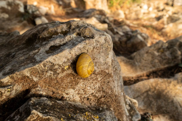 snail on the rock