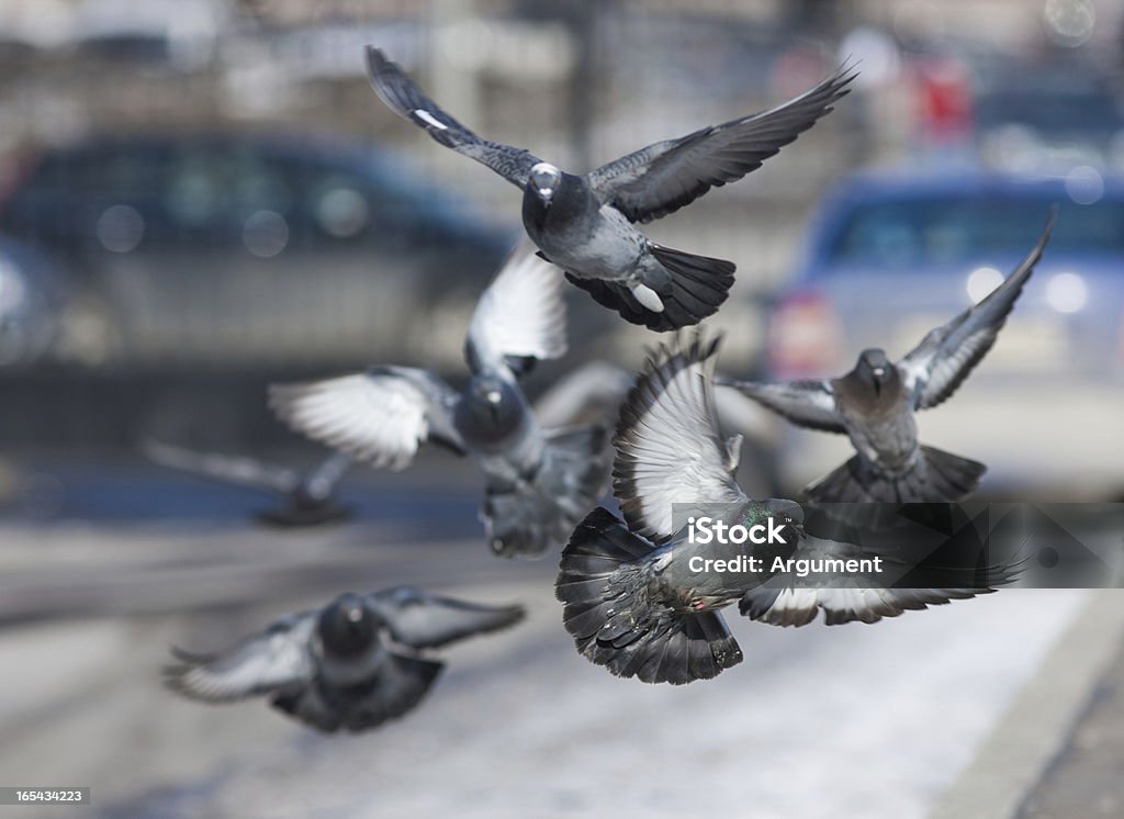 Stormo di piccioni - Foto stock royalty-free di Ala di animale