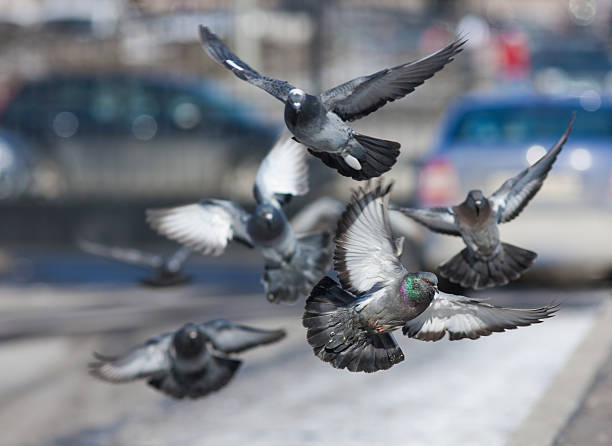 istock flock of pigeons 165434223