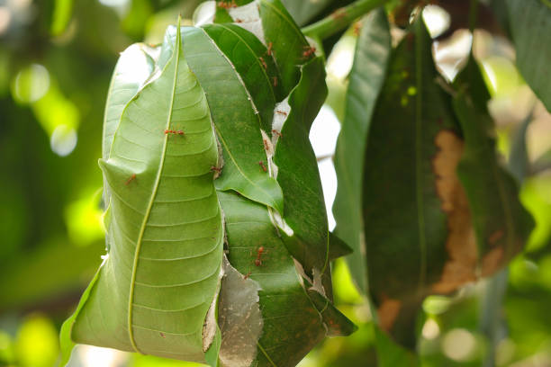 Red fire ants building nest. Ant nest with leaf on mango tree.