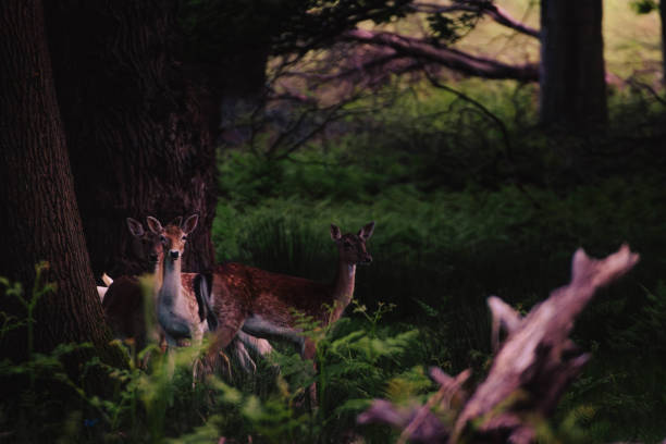 Herd of Deers spotted in dense forest