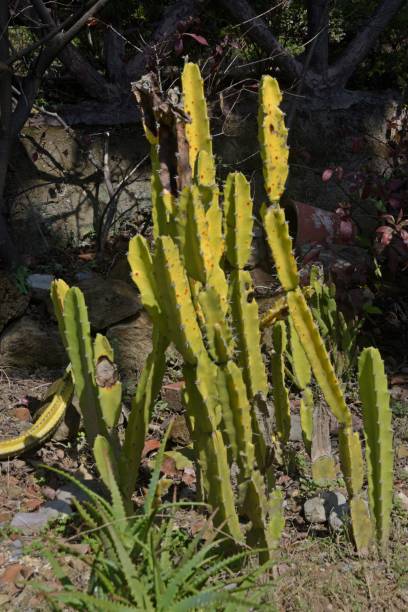 istock Cactus in the garden 1654367609