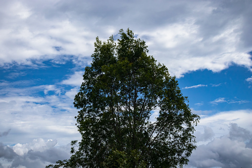 Serene Sky: Sunlit Tree Against Blue Clouds in Natural Landscape
