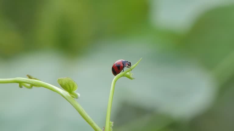 Ladybug on green leaf.