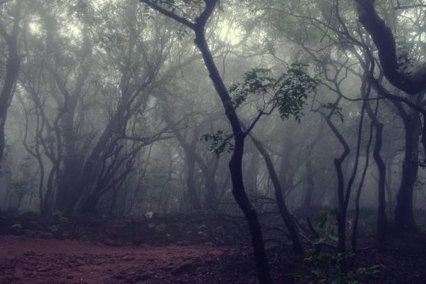 istock Morning mist in the woods 1654379853