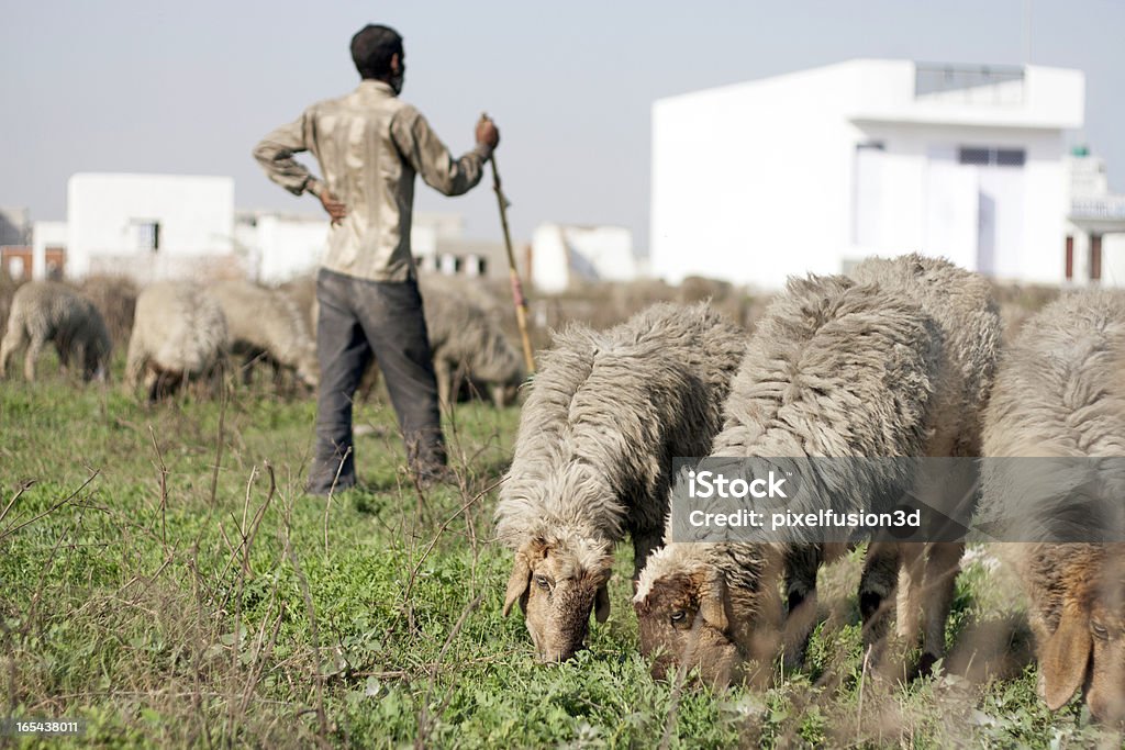 Indiens ruraux avec le fermier de mouton. - Photo de Hommes libre de droits