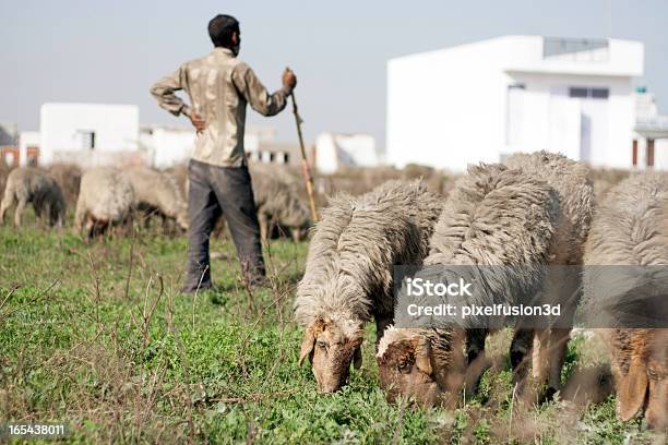 Rural Indian Agricultor Com Ovelhas S - Fotografias de stock e mais imagens de Homens - Homens, Ovelha - Mamífero ungulado, Adulto