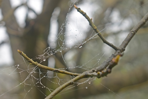 Frozen spiderweb