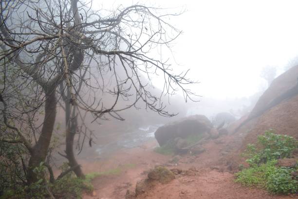 istock Morning mist in the woods 1654381796
