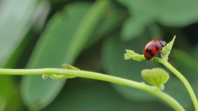 Ladybug on green leaf.