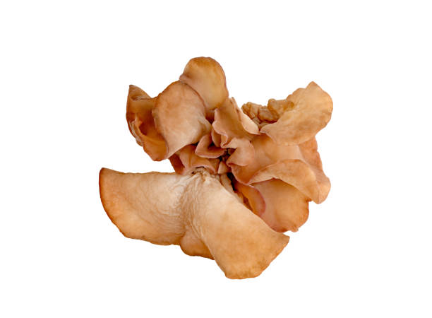 istock ear mushroom or Jew's ear isolated on white background 1654386790