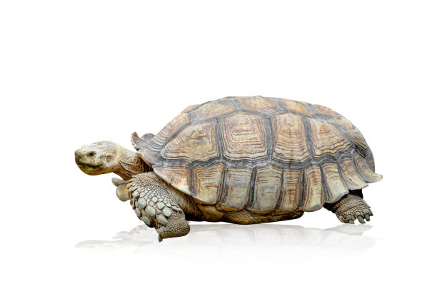 istock African spurred tortoise or Geochelone sulcata isolated on white background ,include clipping path 1654387919